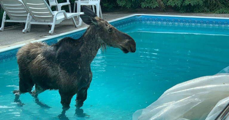 Ottawa man wakes up with moose in pool