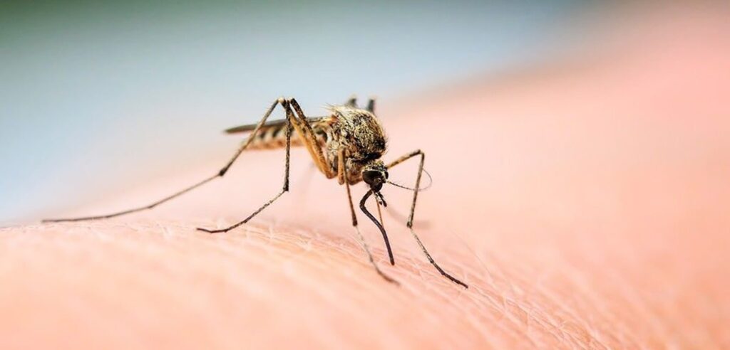 First Mosquitoes Test Positive for West Nile Virus in Ottawa this Season