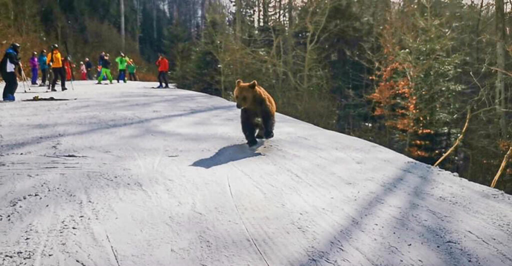 Bear chases ski instructor down mountain in Romania