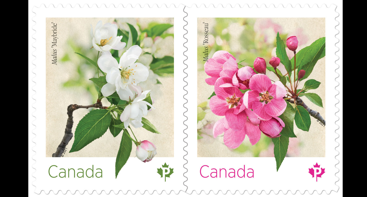 New stamps showcase crabapple blossoms with Canadian origins