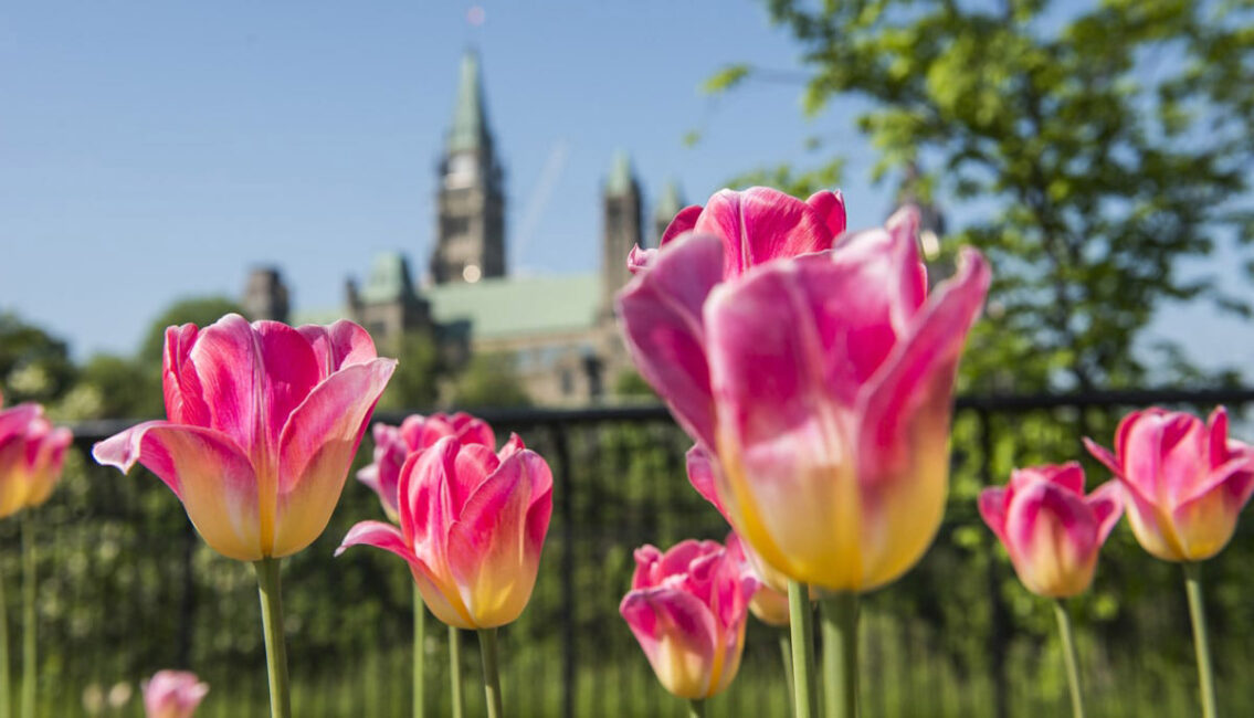 Canadian Tulip Festival 2021