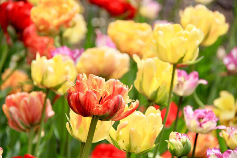 Ottawa tulip Festival