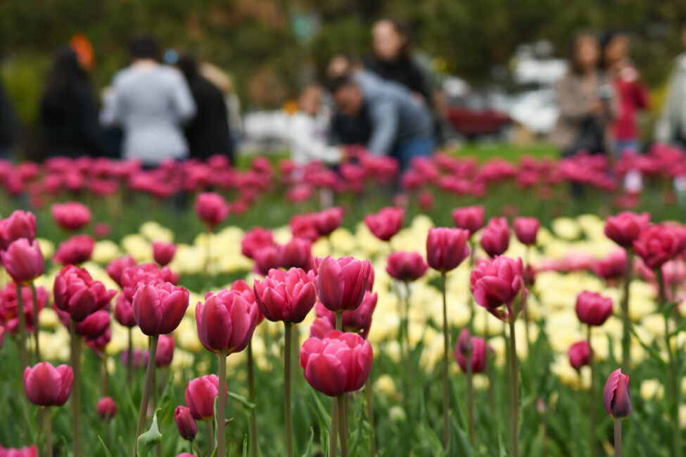 Canadian Tulip Festival Returns In Ottawa for Platinum Jubilee