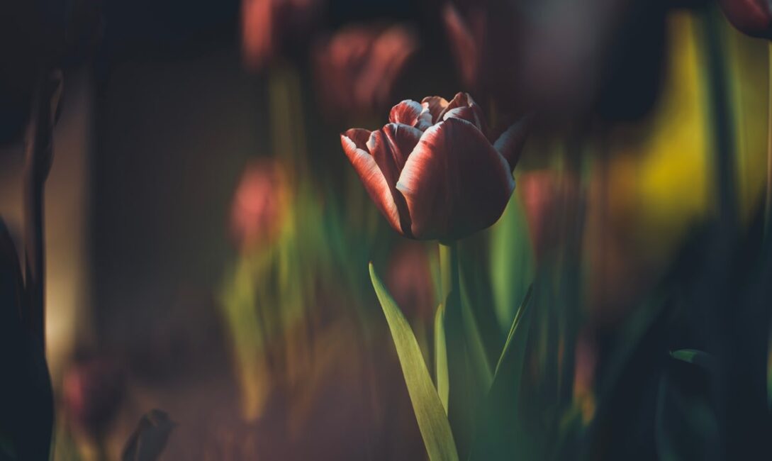 Help give Ottawa a good spring clean