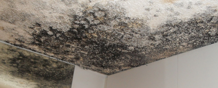 mold outbreaks