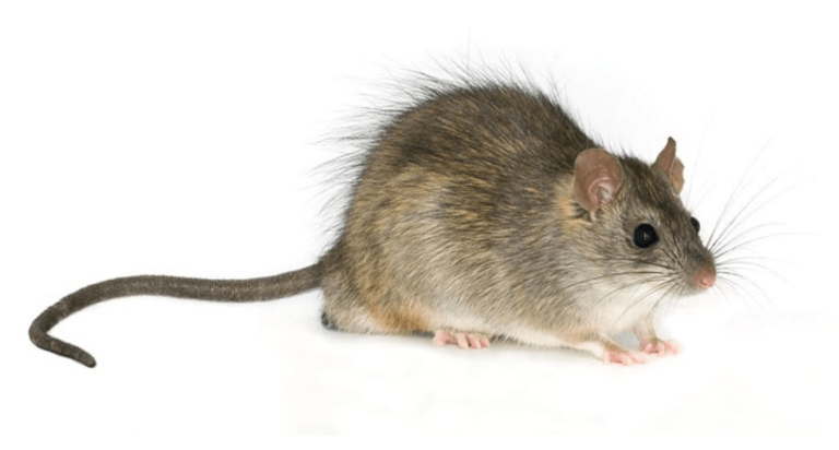 The Growing Problem of Rats in Montreal Homes
