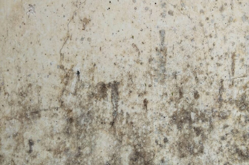 Mold removal in Ottawa