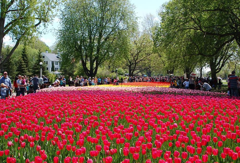 Canadian Tulip Festival Sets Ottawa Abloom in May 