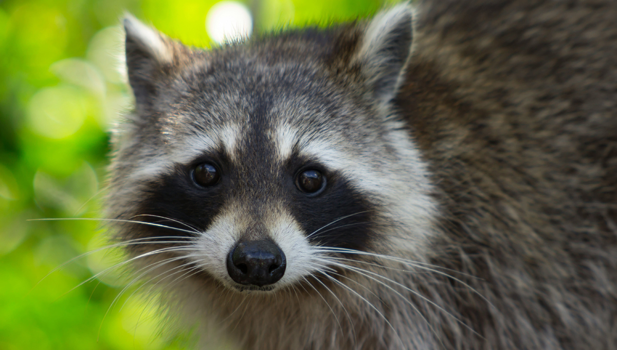 Top 10 Effective Pest Control Tips for Homeowners