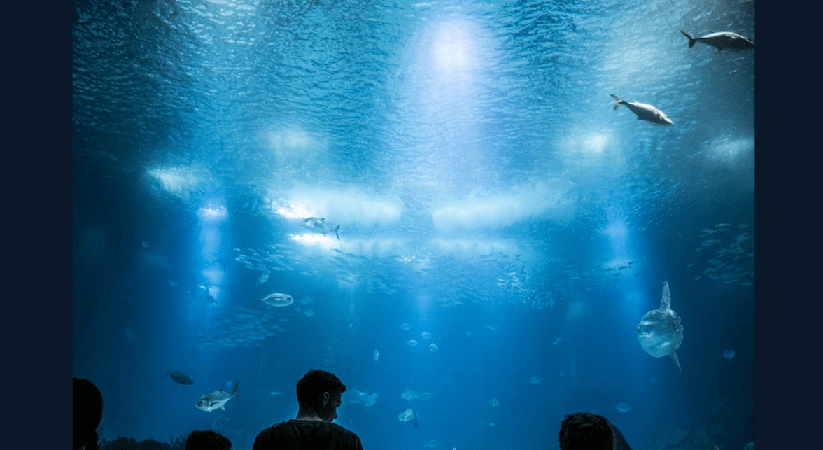 How Does Immersive Art Contribute to Cultural Tourism in Montreal?