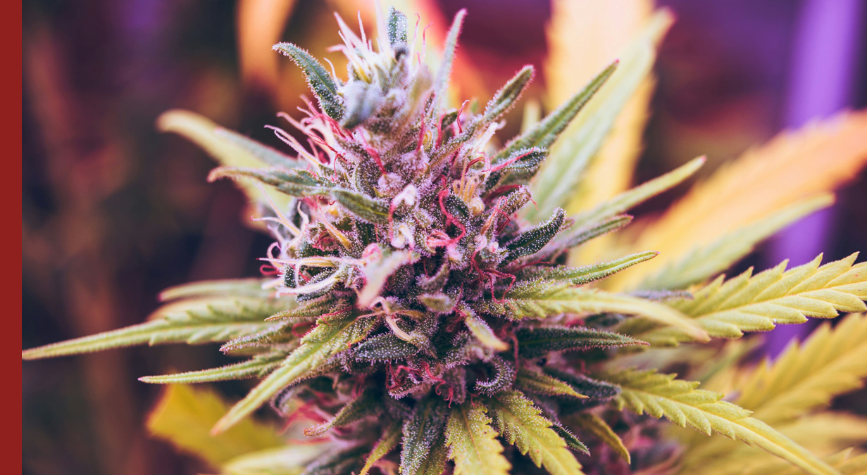 5 Tips To Buy Bulk Weed Online In Canada