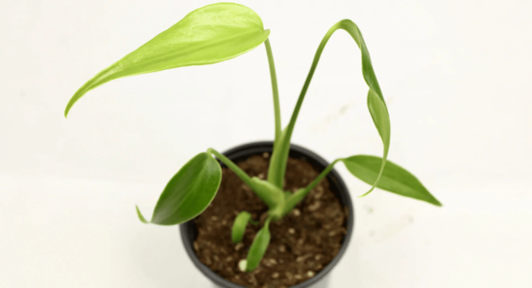 Ottawa's Shift Toward Unique Houseplants for Personalized Living Spaces