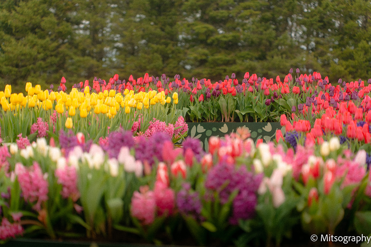 New Spring Festival Blooms in Ottawa to Kick Off Saunders Farm’s 50th Anniversary