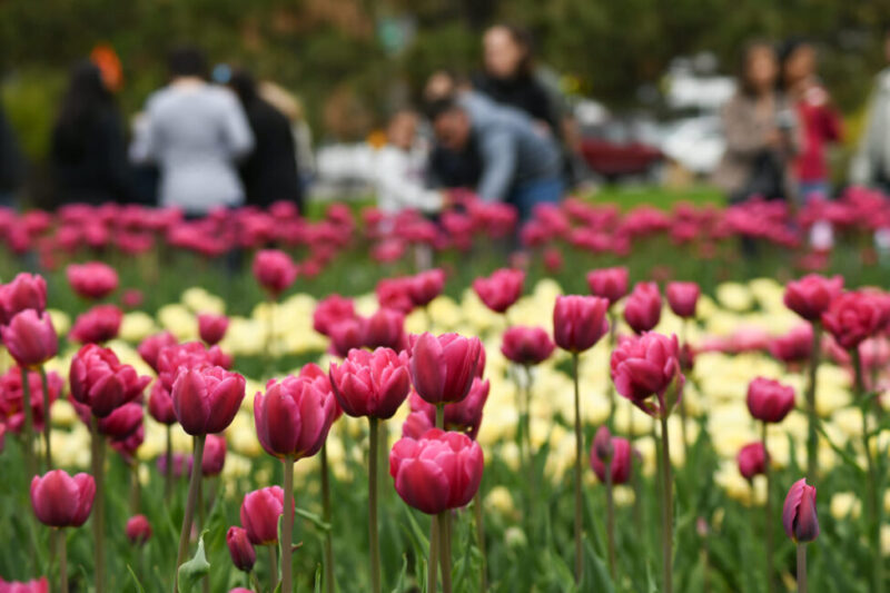 Canada's tulip Festival turns 70
